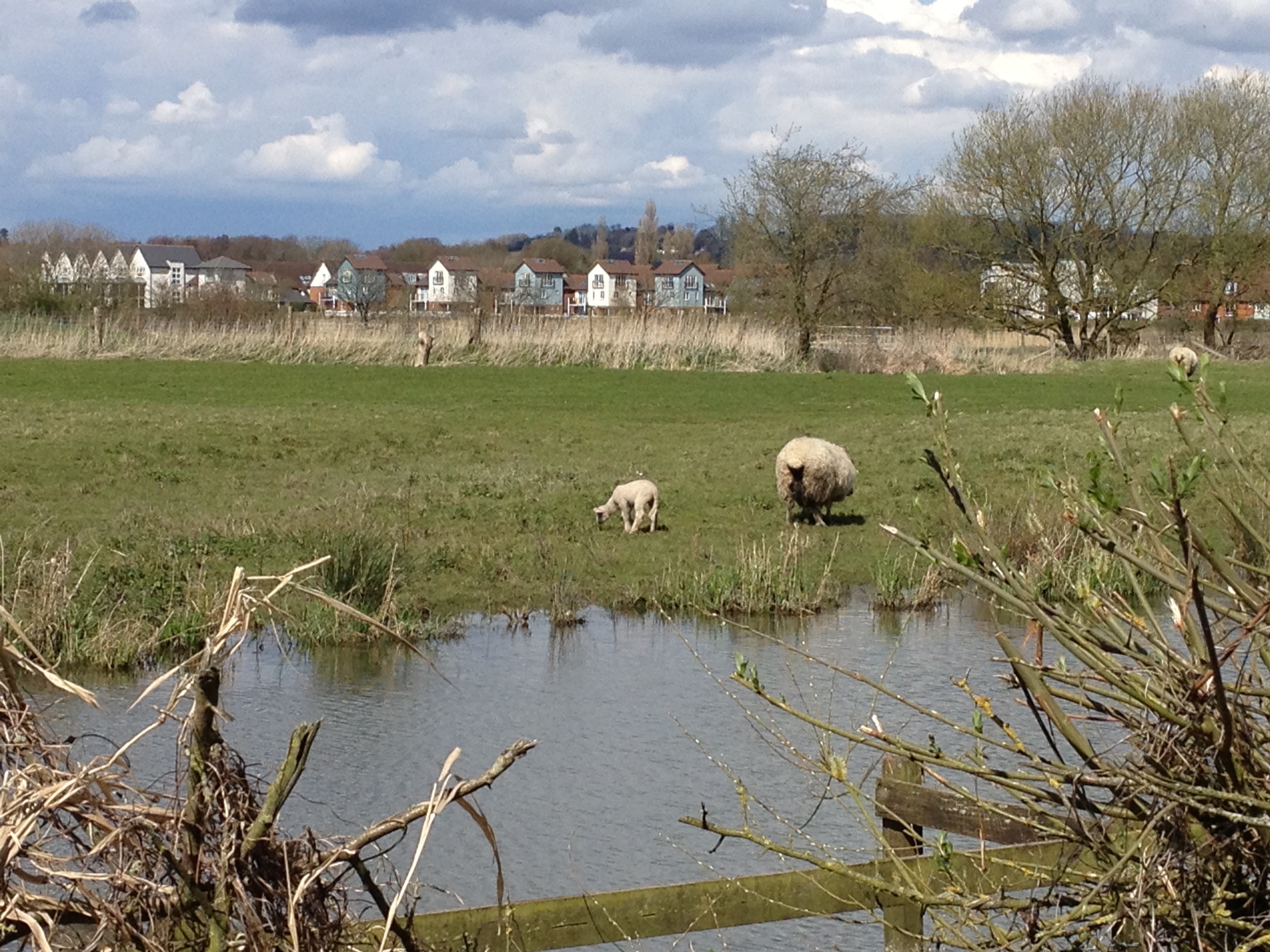weaning week 4